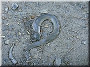 DSC03058.JPG