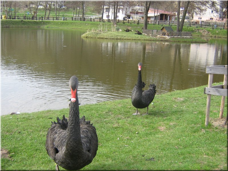 precz-nalogi160.JPG